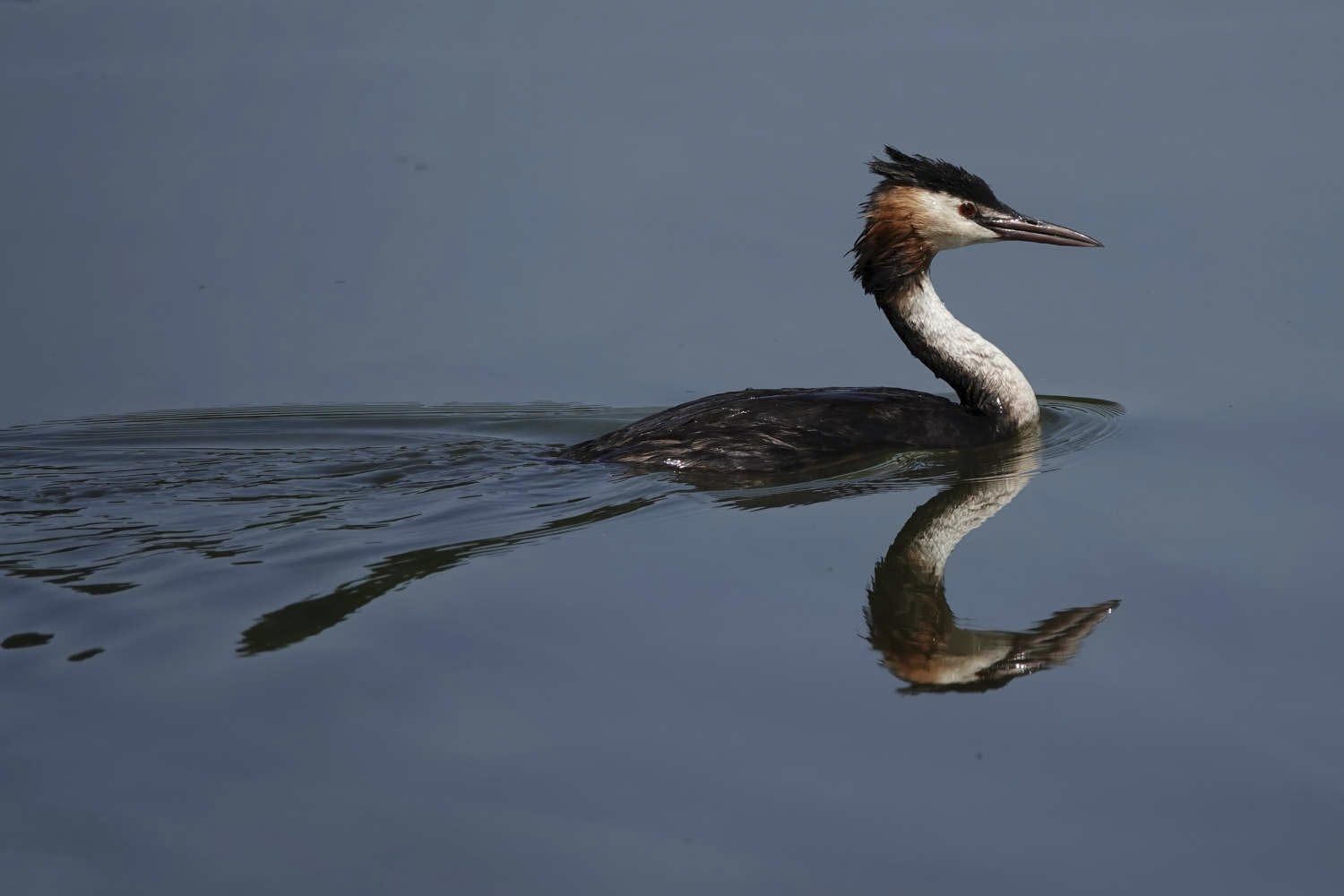 Grebe on a swim by